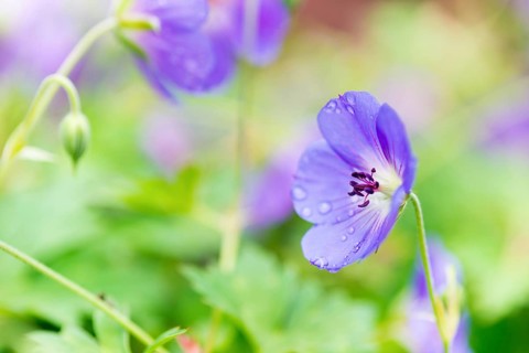 Cranesbill 'Rozanne' (Geranium wallichianum 'Rozanne'), close-up, macro shot of a purple flower