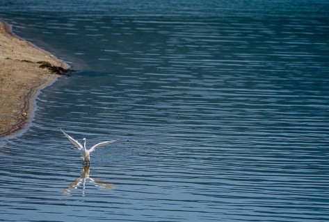 Snowy Egret standing in water near the shore of a lake with its wings outstretched
