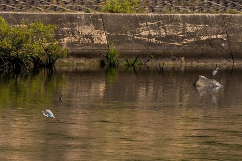 Egret flying near surface of river in front of cormorant and gray heron perched on boulder in front