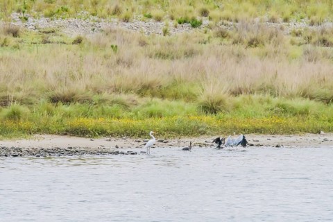 Little egret standing in shallow water with three adult cormorants nearby