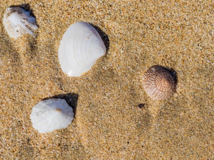 Collection of seashells laying in the sand on a beach