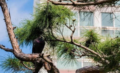 One black pigeon perched on a branch of evergreen tree in front of white apartment building