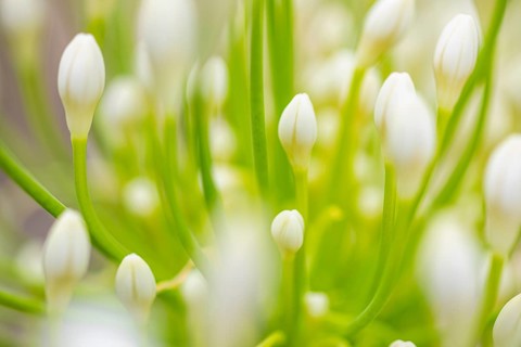 White flowers of an ornamental lily (Agapanthus), Capolieveri, Elba, Tuscan Archipelago, Tuscany,