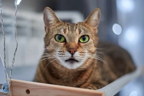 Image of a purebred Bengal cat lying on a hammock attached to a heater. Pet care concept. Mixed