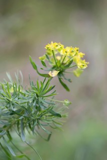 Cypress spurge (Euphorbia cyparissias), flower from the side, North Rhine-Westphalia, Germany,