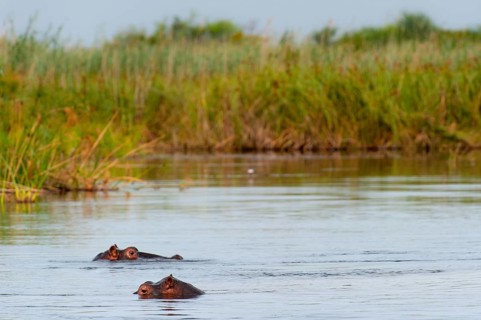 Hippopotamus (Hippopotamus amphibius), Hippopotamus, animal, danger, dangerous, wild, river, river
