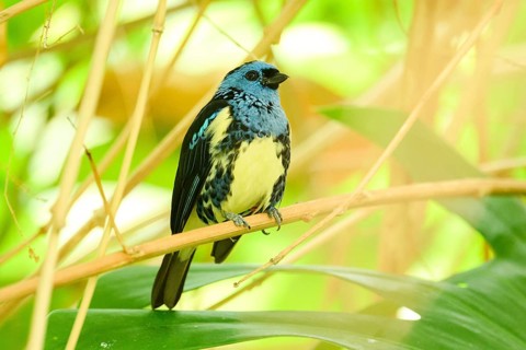 Opal-rumped tanager (Tangara velia) sitting on a branch, Bavaria, Germany, Europe