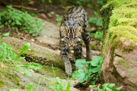 Fishing cat (Prionailurus viverrinus) walking on the ground, Germany, Europe