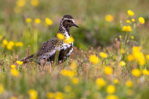 European golden plover (Pluvialis apricaria) surrounded by dandelions, Grimsey Island, Iceland,