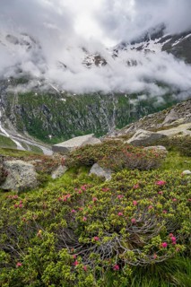 Cloudy mountain landscape with blooming alpine roses, view of rocky and glaciated mountains,