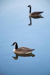 A pair of Canada geese on a smooth water surface, Lake Kemnader, Ruhr area, North Rhine-Westphalia,