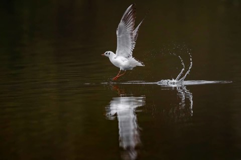 A Black-headed Black-headed Gull at take-off, Lake Kemnader, Ruhr area, North Rhine-Westphalia,