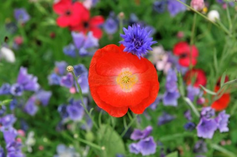 Colourful flower meadow, Schwaebisch Gmuend, Baden-Wuerttemberg, Germany, Europe
