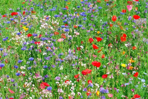 Cornflowers (Centaurea cyanus), yarrow (Achillea), mallow (Malva), yellow daisies (Leucanthemum),