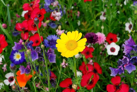 Yellow marguerites (Leucanthemum), poppy flowers (Papaver rhoeas), Baden-Wuerttemberg, Germany,
