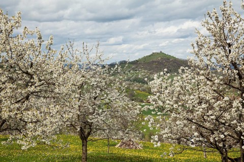 Cherry blossom with a view of the Limburg castle near Weilheim an der Teck, Swabian Alb