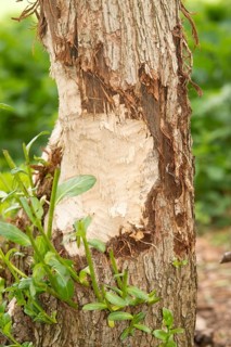 European beaver, Eurasian beaver (Castor fibre), habitat, feeding marks on the trunk of a willow