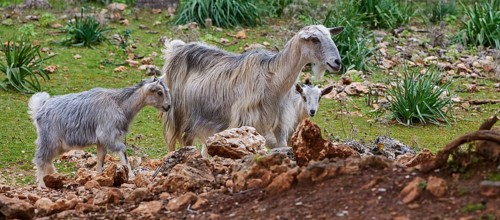 A goat family (caprae) with young on a rocky grassy area in nature, Aradena Gorge, Aradena, Sfakia,