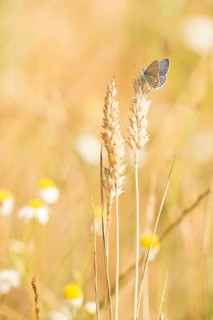 Common blue butterfly (Polyommatus icarus) sitting on an ear of corn in a summer field, nature