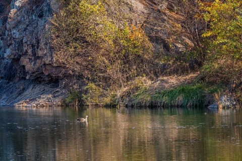 Single spot-billed duck swimming alone in peaceful river next to autumn colored trees on rocky