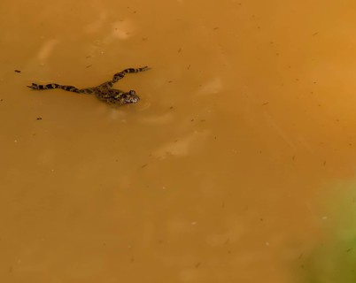 Small green and brown marsh frog floating on the surface of a small pond of dirty water