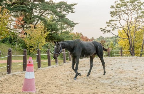 Single adult horse wearing a bridle walking in sandy riding enclosure in public park on overcast