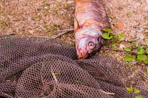 Carcass of dead fish laying on the ground next to a black fishing net