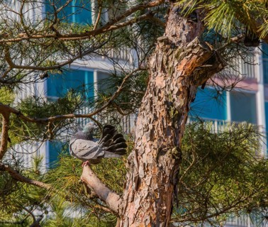 Pigeon on tree branch with tail feathers ruffled to look like a fan with building in background
