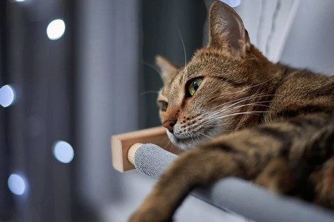 Image of a purebred Bengal cat lying on a hammock attached to a heater. Pet care concept. Mixed