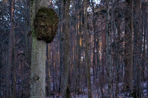 Tree cancer on tree trunk, cell growths caused by bacteria or fungal infestation, Korb im Remstal,