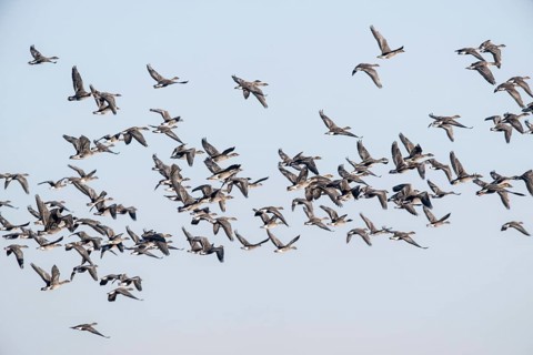 Bean geese (Anser fabalis), flying, Emsland, Lower Saxony, Germany, Europe