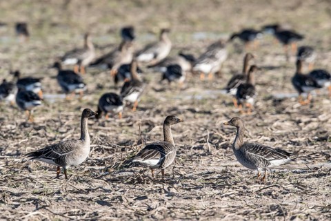 Bean Geese (Anser fabalis), Emsland, Lower Saxony, Germany, Europe