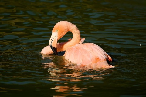 Chilean flamingo (Phoenicopterus chilensis) in the water, Bavaria, Germany, Europe