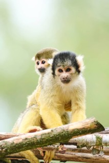 Black-capped squirrel monkey (Saimiri boliviensis) mother with he youngster, Germany, Europe