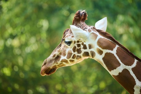 Reticulated giraffe (Giraffa camelopardalis reticulata), portrait, captive, Germany, Europe