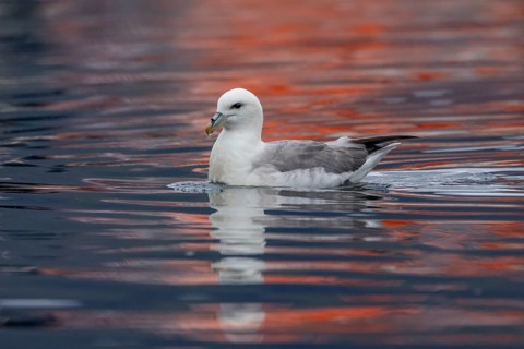 Northern fulmar (Fulmarus glacialis), swimming in the harbour basin, Iceland, Europe