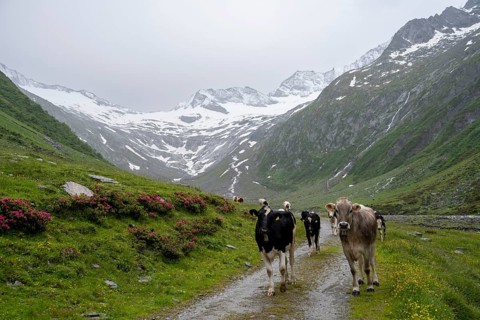 Cows on the alpine meadow, Schlegeisgrund valley, glaciated mountain peaks Hoher Weiszint and