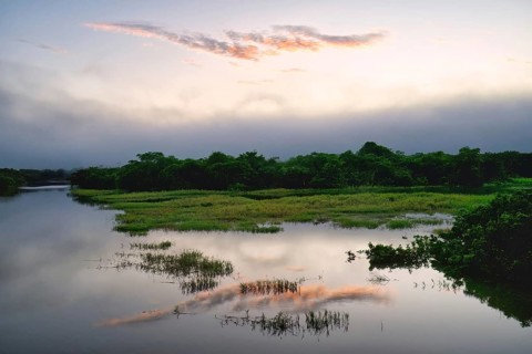 Morning fog on the Amana River, an Amazon tributary, Amazonas state, Brazil, South America
