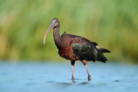 Glossy ibis (Plegadis falcinellus) walking in the water, hunting, Parc Naturel Regional de