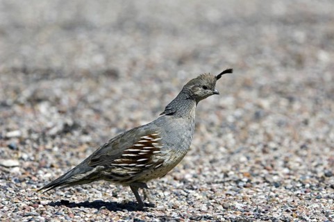 Gambel's quail (Callipepla gambelii, Lophortyx gambelii) female foraging in the desert, native to