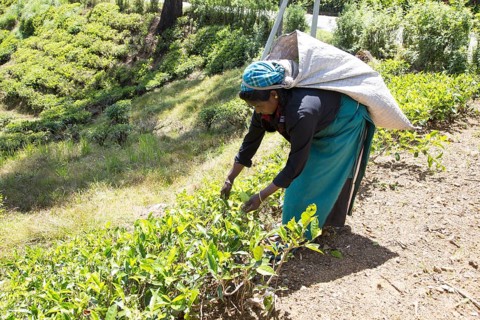 Female worker picking tea leaves on hillside, Nuwara Eliya, Central Province, Sri Lanka, Asia