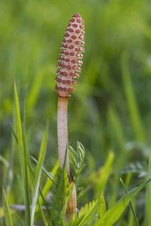 Fertile shoots of field horsetail, common horsetail (Equisetum arvense)