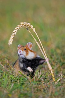 European hamster, Eurasian hamster, black-bellied hamster, common hamster (Cricetus cricetus)