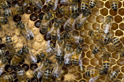 Honey bee workers (Apis mellifera) on comb showing capped and uncapped cells containing honeybee