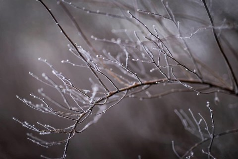 The bushes in Berlin are frozen on Thursday morning. There is currently an official warning of icy