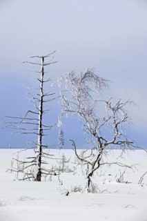 Snow covered burned trees in frozen moorland at Noir Flohay in the nature reserve High Fens, Hautes