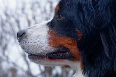 Close-up of the face of a dog, Bernese Mountain Dog, with sharp details, Stuttgart,