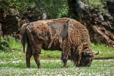 Moulting European bison, Wisent (Bison bonasus) grazing grass in meadow in spring, Cabarceno