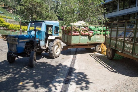 Freshly picked tea leaves arriving at Mackwoods tea estate factory, Nuwara Eliya, Central Province,