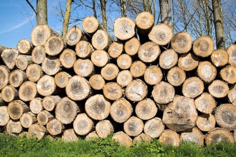 Stacked timber piled up, Sutton, Suffolk, England, UK